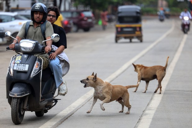 dogs-problem-india-wide.jpg